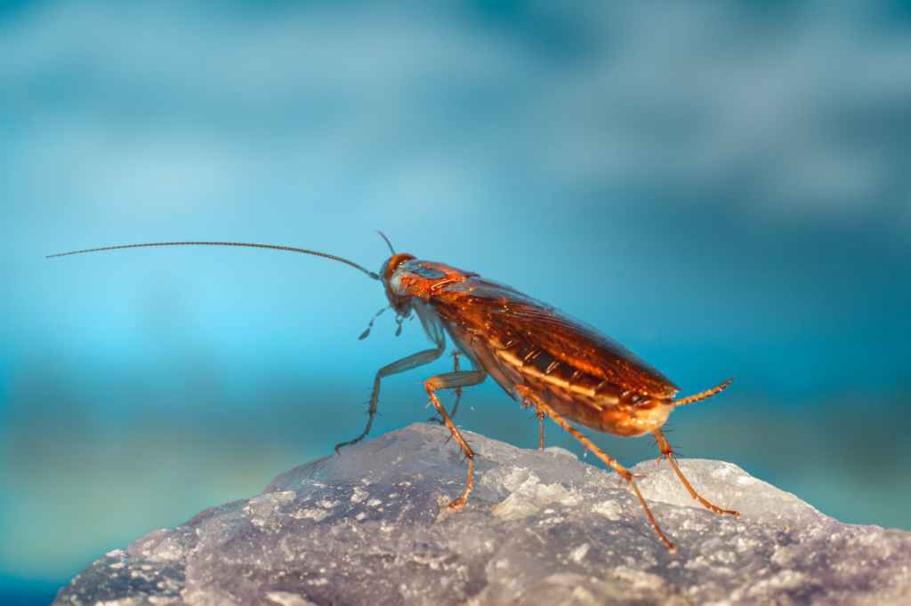 Cucaracha: Significado Espiritual